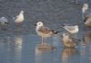 Caspian Gull at Hole Haven Creek (Steve Arlow) (62425 bytes)